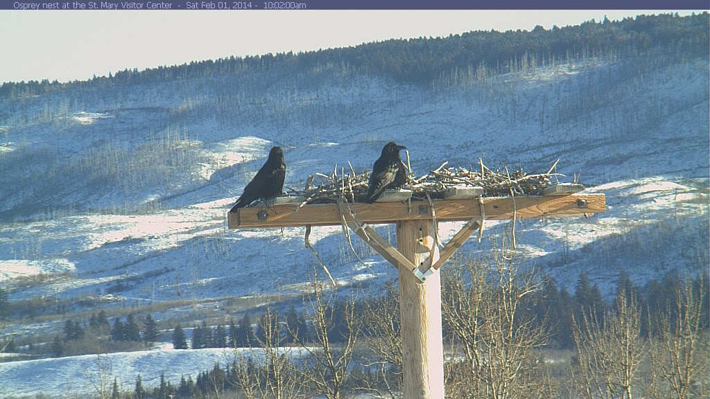 osprey cam montana