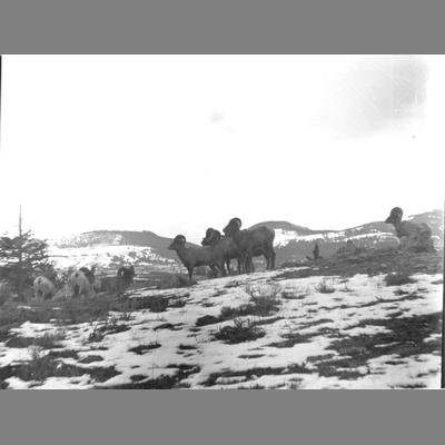 Mountain Sheep (Nydam Copy), 1957