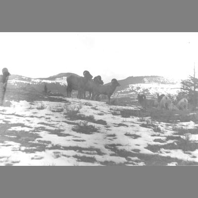 A Group of Mountain Sheep, 1957