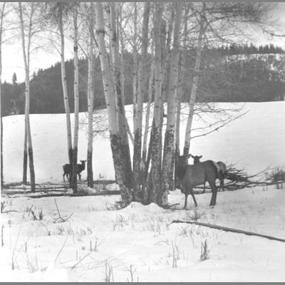 Elk in poplar (Nydam Copy), 1957