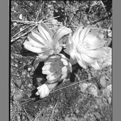 Close up of a Bitterroot in Hell