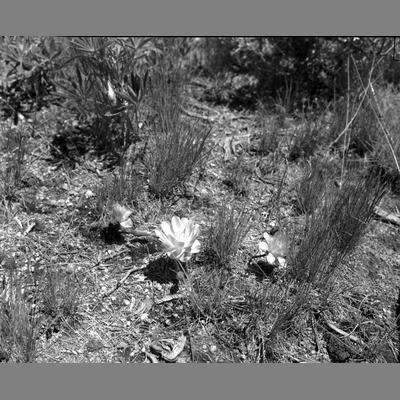 Bitterroot Flower Growing in Hell's Canyon, Madison County