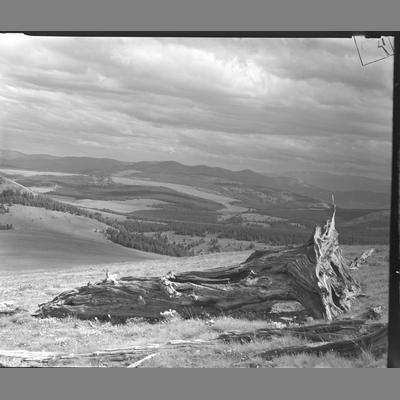 Looking toward Vipont Park from Clive Park, Canyon Creek, 1952