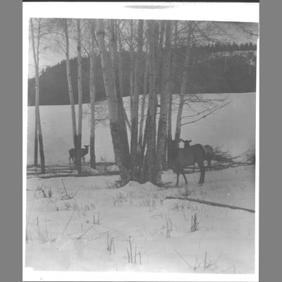 Elk taken at Gardiner, Montana.