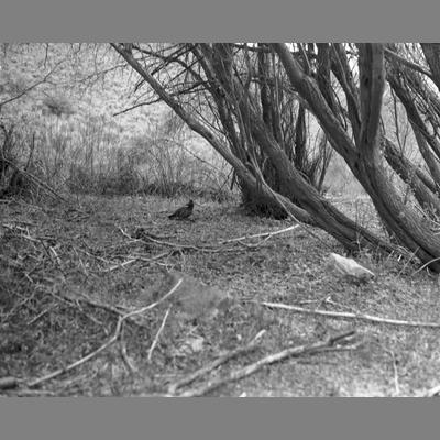 Chukar Taking Shelter, 1957