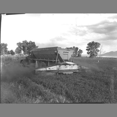 Oliver Smith spreading phosphate on crops, 1953.