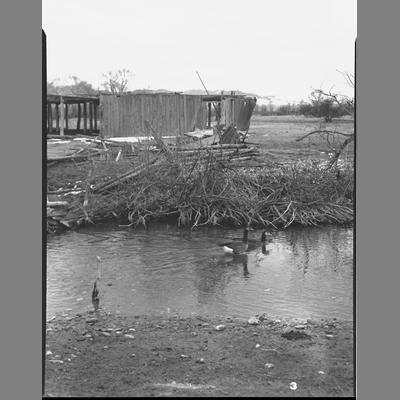 Wild Geese taken at Holt Ranch, 1954