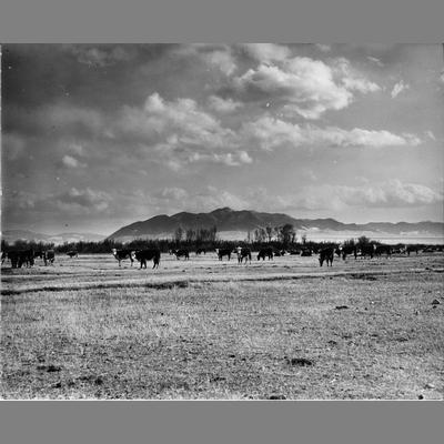 Reid Ranch - Cattle herd grazing in a meadow.