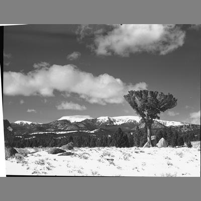 A Flat Topped Tree in the Foreground with Mountains in the Background, Madison County, 1954