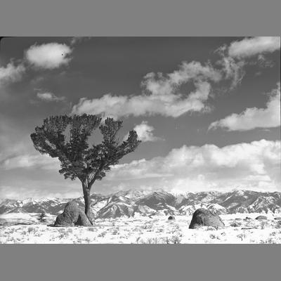 A Single Tree in the Snow with Mountains in the Background, Madison County, 1954