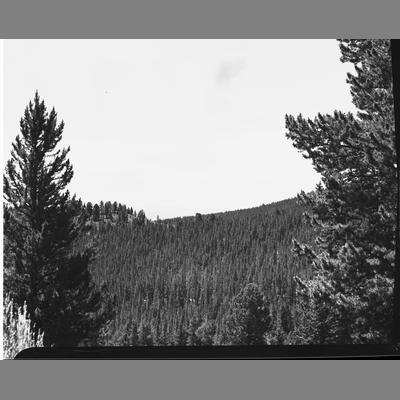 Looking South from head of Bevins Gulch 1954