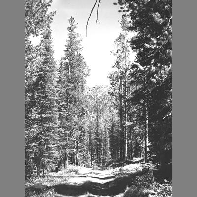 Birch Creek Road Through a Pine Forest, Beaverhead County, 1954