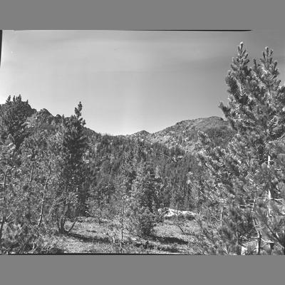 Looking West from Lower Lake, Mill Creek 1954