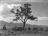 Little Fish Creek, Tree on Ridge looking toward Tobacco Root Mountains, 1955