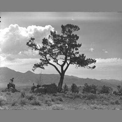 Little Fish Creek, Tree on Ridge looking toward Tobacco Root Mountains, 1955
