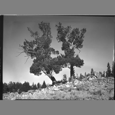 Two Gnarled Pine Tree