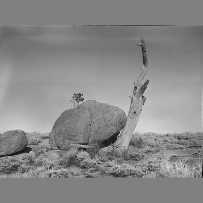 A large Boulder and a Dead Tree on a Sagebrush Prairie, Madison County, 1955