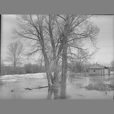 Submerged cottonwood tree at the Twin Bridges, Montana fairgrounds, December 1955.