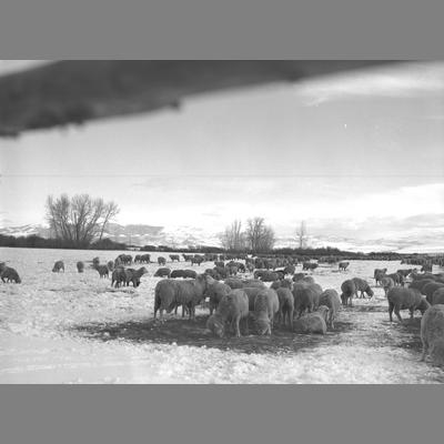 Foster's Sheep Winter Grazing, Sheridan Montana, 1956