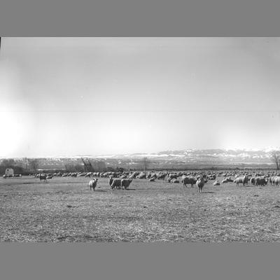 Foster's Sheep Posing For Camera, Near Sheridan Montana, 1956