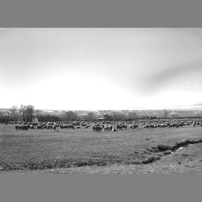 Foster's Sheep Grazing, Near Sheridan Montana, 1956
