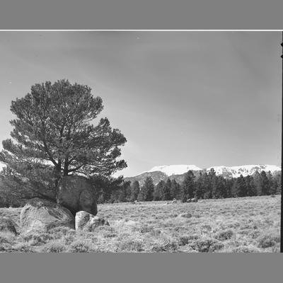 Boulders and Gnarled Pine Trees, Madison County 1956