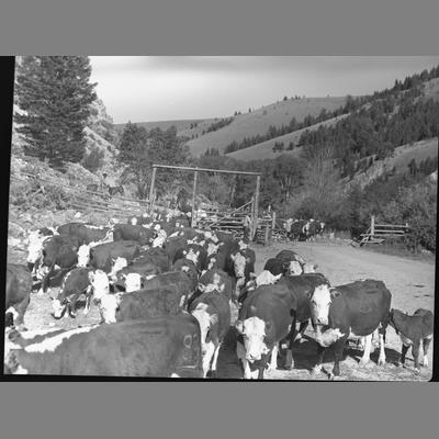 Cattle in National Forest Reserve, coming through a gate, 1956.