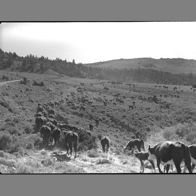 Cattle counted in National Forest Reserve, Guy Conforth and Fred Weingarts, 1954.