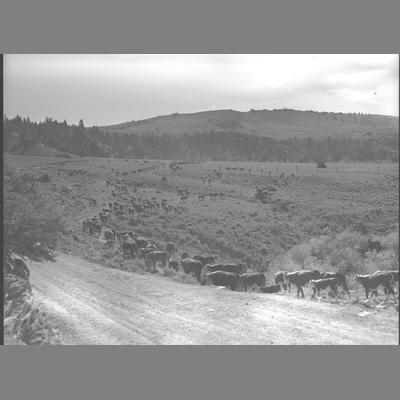Cattle counted in forest at Upper Ruby, Madison County, Montana, 1950.