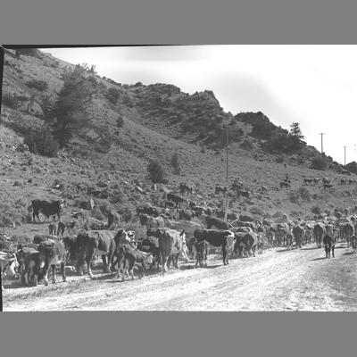 Cattle counted in forest at Upper Ruby, 1950.