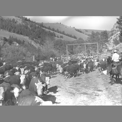 Cattle counted as they come through a gate in the forest at Upper Ruby, 1950.