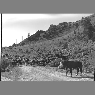 Photo of a large herd of cattle in a National Forest Reserve in Upper Ruby, 1956.