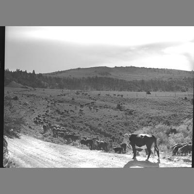 Cattle on a road in a National Forest Reserve in Upper Ruby, 1956.