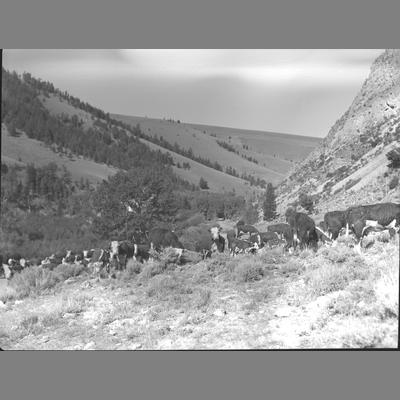 Photo of cattle counted in National Forest Reserve in Upper Ruby, 1956.