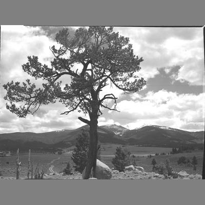 A Large Tree in the View of Table Mountain from Fish Creek, 1957