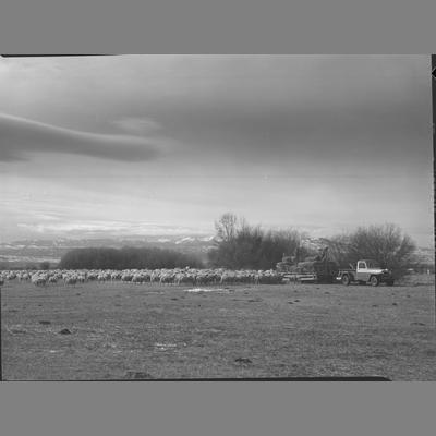 Foster's Sheep at Feeding Time, Near Sheridan Montana, 1958