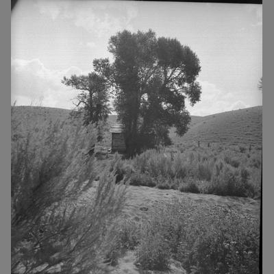 Large Trees in front of a Cabin at The Old Brazell Ranch 1954