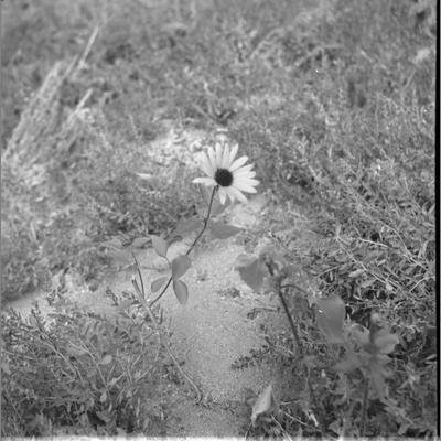 A Wildflower found on the Old Brazell Ranch