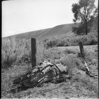Barbed Wire Fence at the Old Brazell Ranch