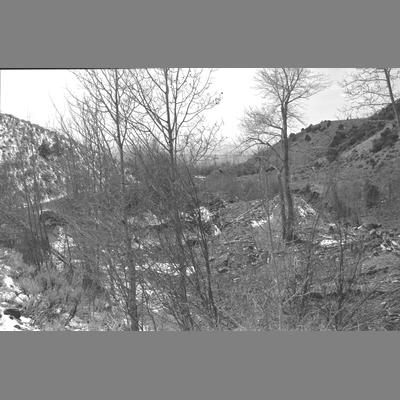 Brush and Tree Lined Gully at the Wisconsin Creek Placer Mine, 1955