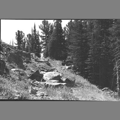 A Jeep Emerging From the Forest 1956