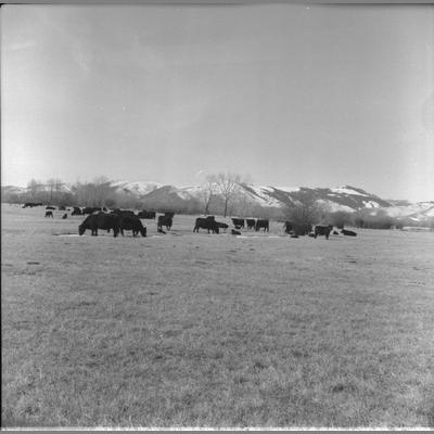 Schultz's black cattle grazing in an open field at Sheridan, Montana, March 20, 1956.