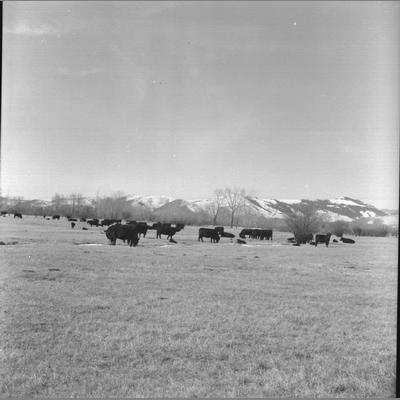 Cattle grazing with snow-capped mountains in the distance, March 20, 1956.