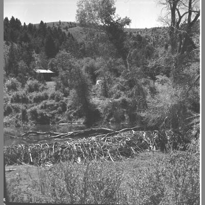 Beaver Dam Made of Logs in Foreground with Pond Just Beyond, August 1959