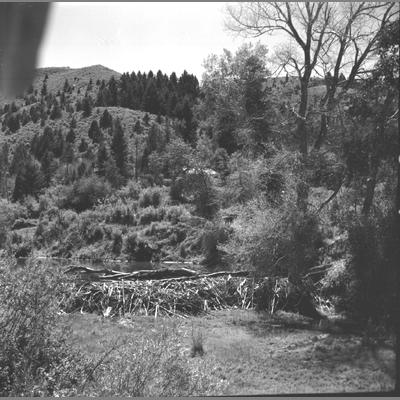 Wooden Structure Barely Visible on Wooden Slope Near Beaver Dam Made of Logs, August 1959