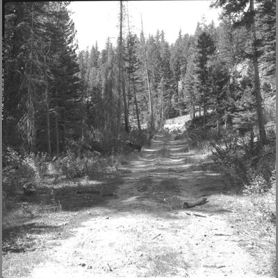 Dirt Road Leading Past Tree Covered Hillside with Black Bear Visible in Path, August 1960
