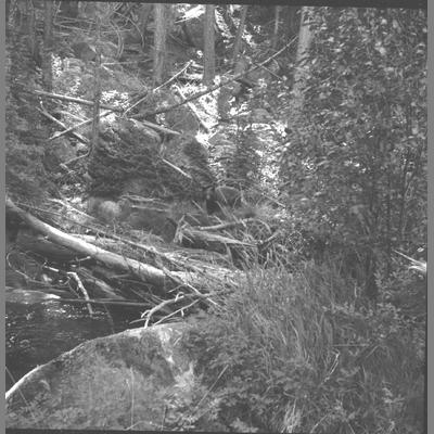Hell's Canyon Black Bear, August 1960