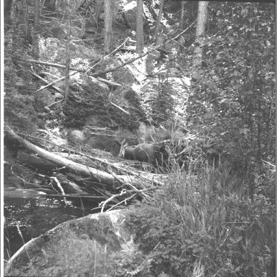 Black Bear in Thick Forest Setting in Hell's Canyon, August 1960