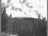 Dirt Road Leading Through Dense Forest, August 4, 1962