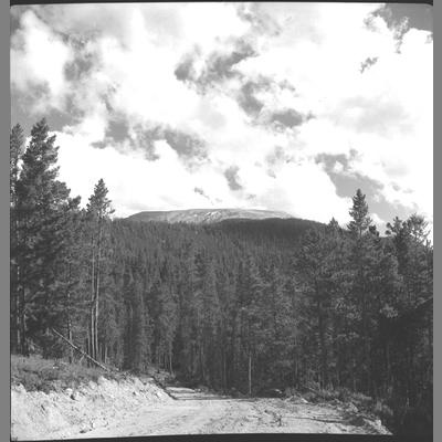 Dirt Road Leading Through Dense Forest, August 4, 1962
